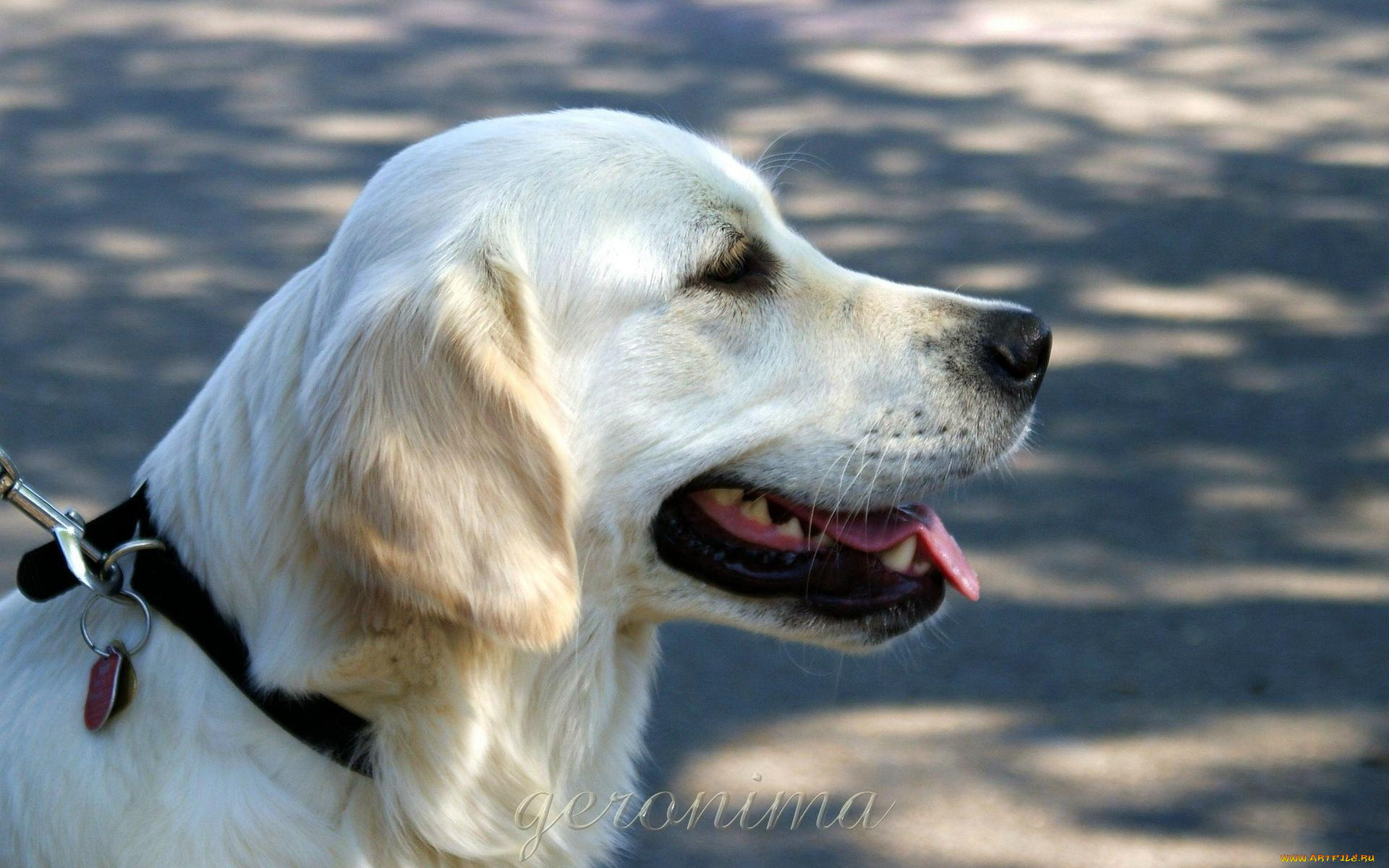 , geronima, , , golden, retriever